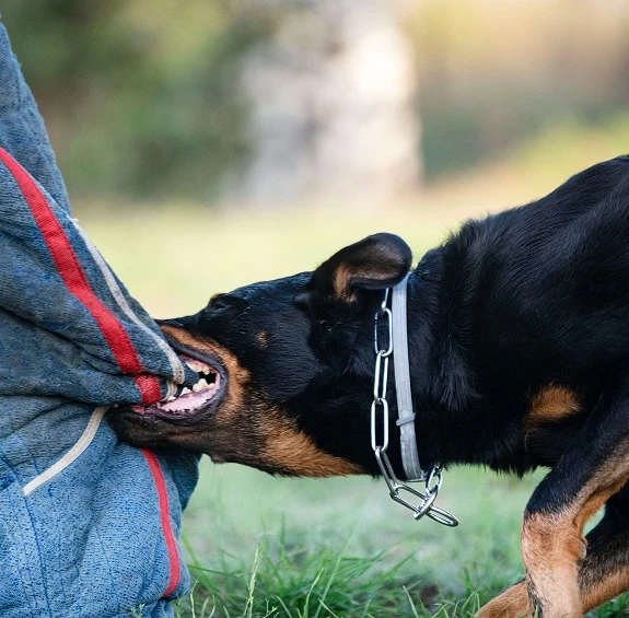 A black and brown dog wearing a collar biting and pulling on a blue and red padded sleeve outdoors